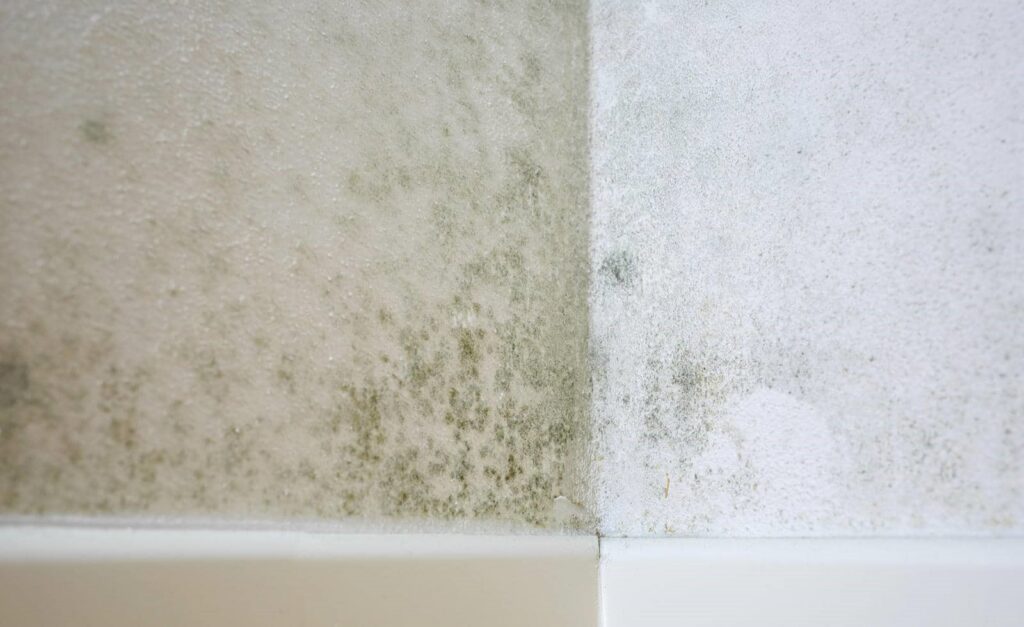 Corner of a wall with visible mold and mildew growth on the surface.
