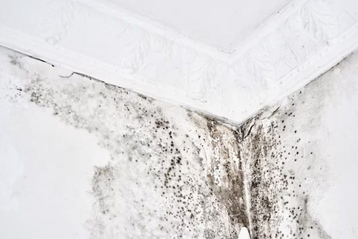 mold inspection services
