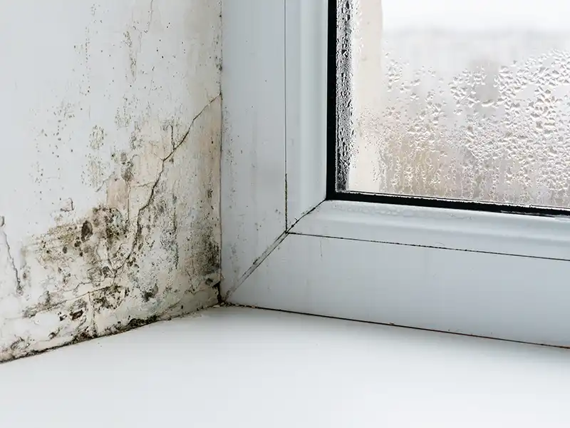 mold inspection services